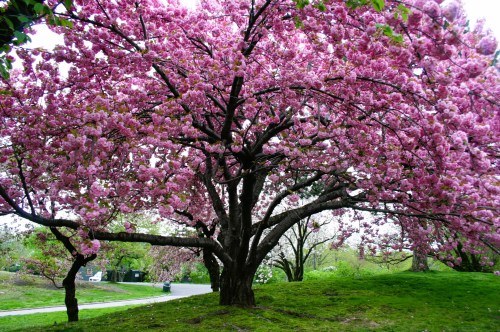 A vibrant cherry blossom tree in full bloom, with pink flowers against a green landscape.