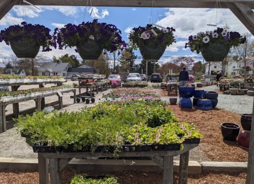 A vibrant garden center with hanging flower baskets, tables of plants, and colorful pots under a blue sky.