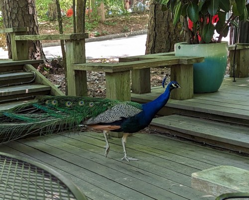A peacock with vibrant blue and green feathers walking on a wooden deck surrounded by trees.