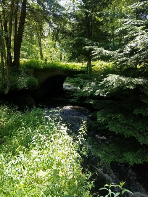 A serene forest scene featuring a small stone bridge over a gently flowing stream, surrounded by lush greenery.