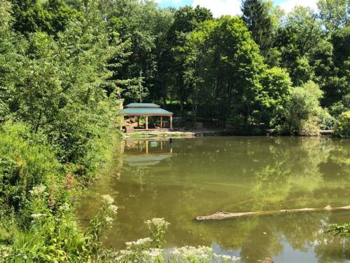 A serene pond surrounded by lush greenery, with a wooden structure visible in the background under a clear blue sky.