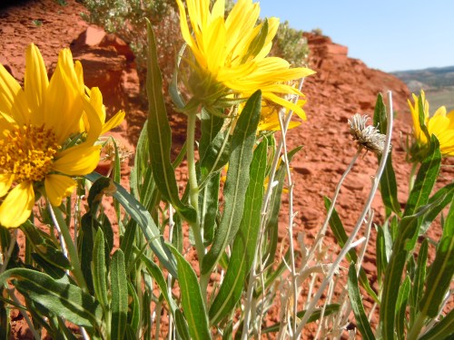 Bright yellow flowers with green leaves against a backdrop of red rock formations under a clear blue sky.