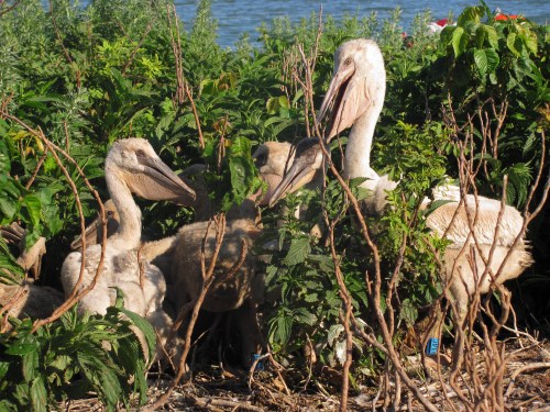A group of pelicans among lush green foliage near a body of water, with some young pelicans visible.