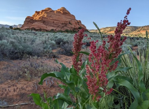 A vibrant cluster of red flowers in the foreground with a rocky formation and desert landscape in the background.