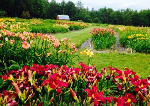 A vibrant field of colorful flowers with a red barn in the background, surrounded by lush greenery and trees.