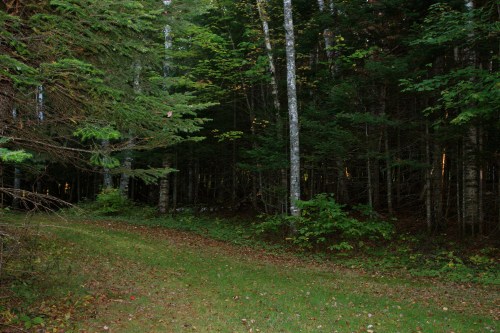 A serene forest scene with tall trees, lush greenery, and a grassy path leading into the woods.