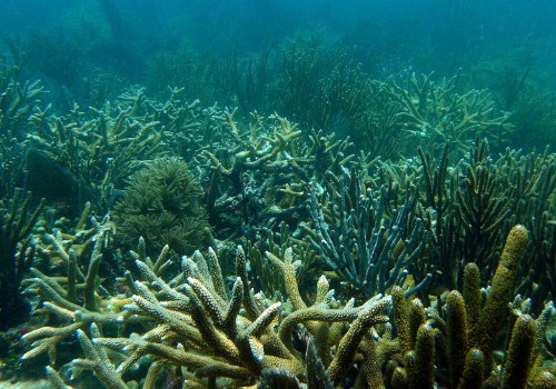 Underwater scene of diverse coral formations in a vibrant marine ecosystem.