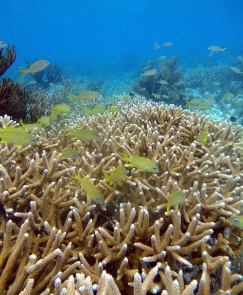 Underwater scene featuring vibrant coral reefs and schools of yellow fish swimming among the corals.