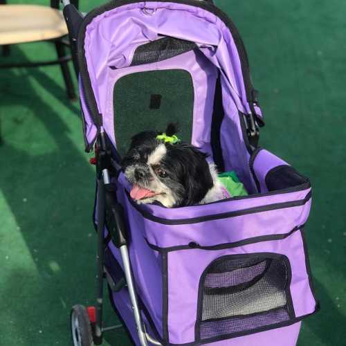 A small dog sits comfortably in a purple stroller, enjoying the outdoors.