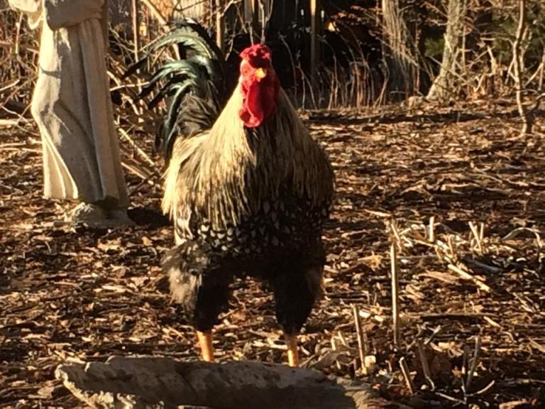 Farm Friends: Animals You’ll Meet