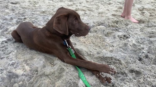 A brown dog lying on the sand at the beach, with a green leash attached, looking off to the side.