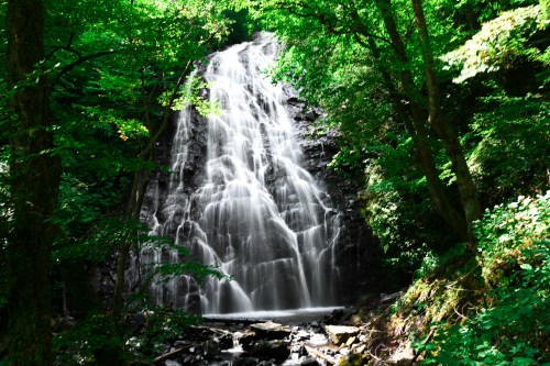 A cascading waterfall surrounded by lush green trees and foliage in a serene forest setting.