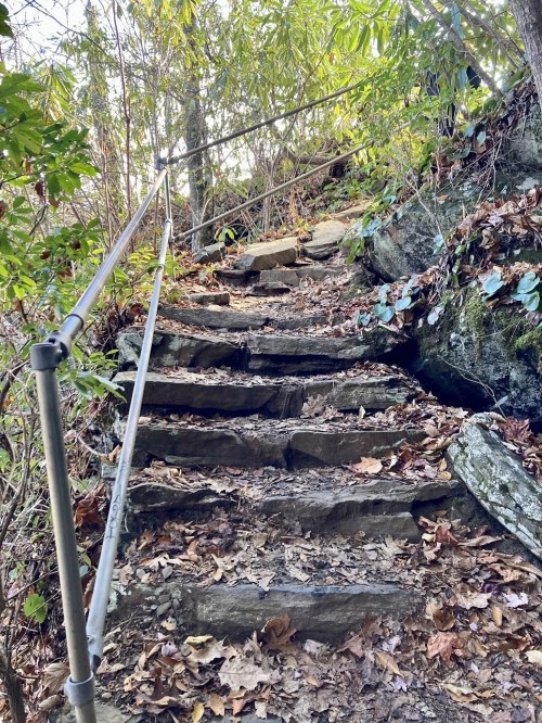 Stone steps leading up a wooded path, surrounded by greenery and fallen leaves, with a handrail for support.