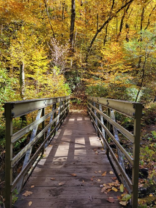 A wooden bridge surrounded by vibrant autumn foliage in a serene forest setting.