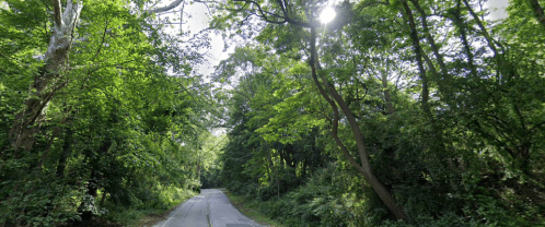 A narrow, tree-lined road surrounded by lush green foliage under a bright sky.