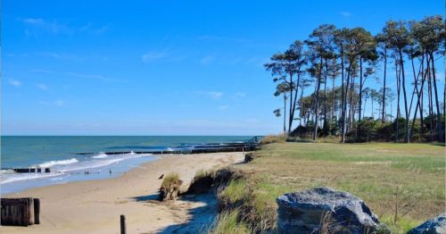 A serene beach scene with gentle waves, sandy shore, and tall trees under a clear blue sky.