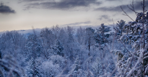 A serene winter landscape with snow-covered trees and a cloudy sky in the background.