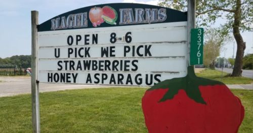 Sign for Maggie Farms, open 8-6, offering pick-your-own strawberries and honey asparagus.