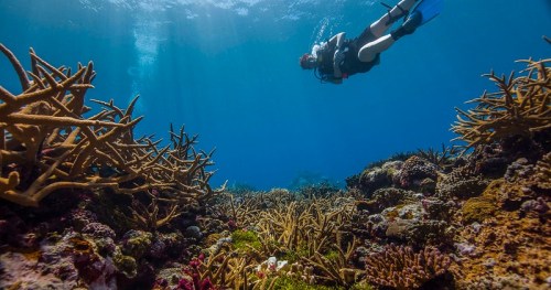A diver swims above vibrant coral reefs in clear blue water, showcasing marine life and underwater scenery.