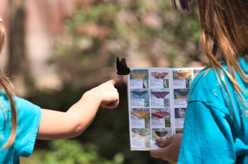 Two children in blue shirts observe a butterfly perched on one child's finger while looking at a butterfly guidebook.