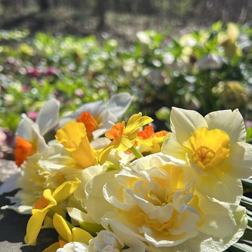 A close-up of vibrant yellow and white daffodils in a sunny garden, with a blurred background of colorful flowers.