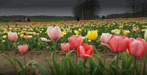A vibrant field of tulips in various colors, with people walking in the background under a cloudy sky.