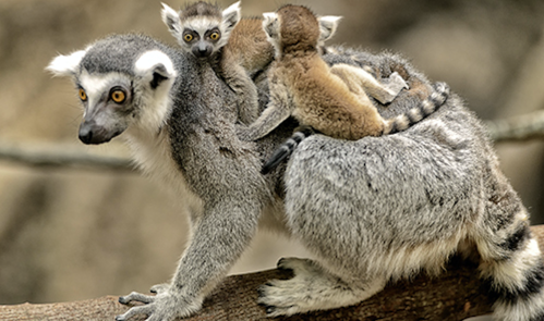 A lemur with two baby lemurs on its back, sitting on a branch in a natural setting.