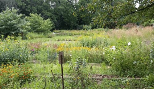 A lush garden filled with wildflowers and greenery, surrounded by trees and a serene natural landscape.