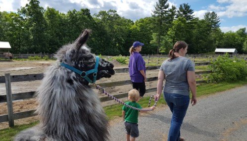 A llama walks alongside a child and two adults on a path near a farm, surrounded by trees and a wooden fence.