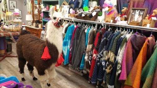 A llama stands in a colorful shop, surrounded by hanging coats and various merchandise.