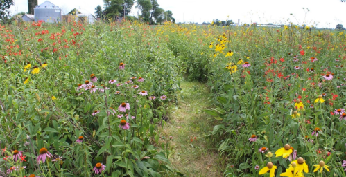 A vibrant field of wildflowers in various colors, with a grassy path winding through the blooms under a clear sky.