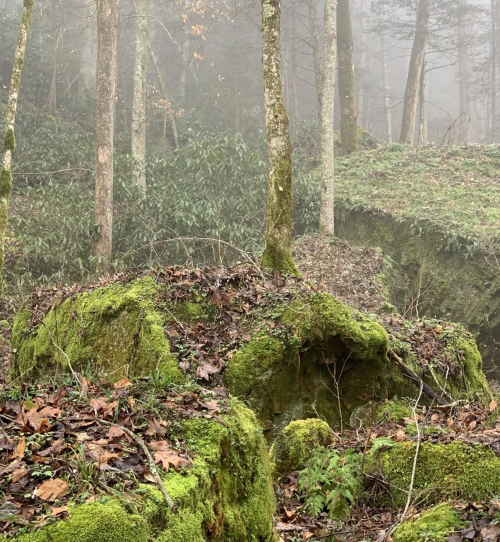A misty forest scene featuring moss-covered rocks and trees, with fallen leaves scattered on the ground.
