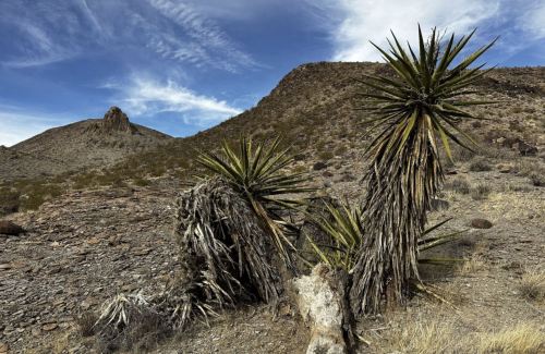 Desert landscape featuring tall, spiky plants against a backdrop of rocky hills and a blue sky with clouds.