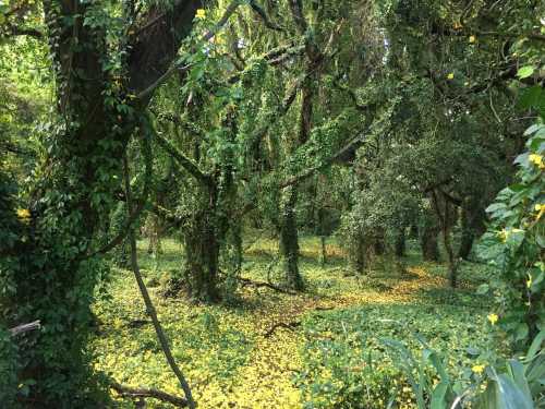 Lush green forest with trees covered in vines and a carpet of yellow flowers on the ground.