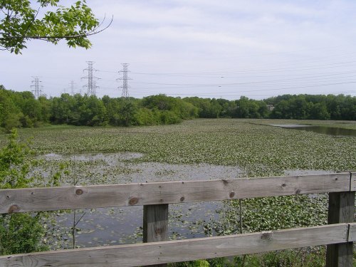 A serene pond covered in lily pads, surrounded by lush greenery and power lines in the background.