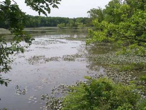 A serene lake surrounded by lush greenery and lily pads, reflecting a calm sky.