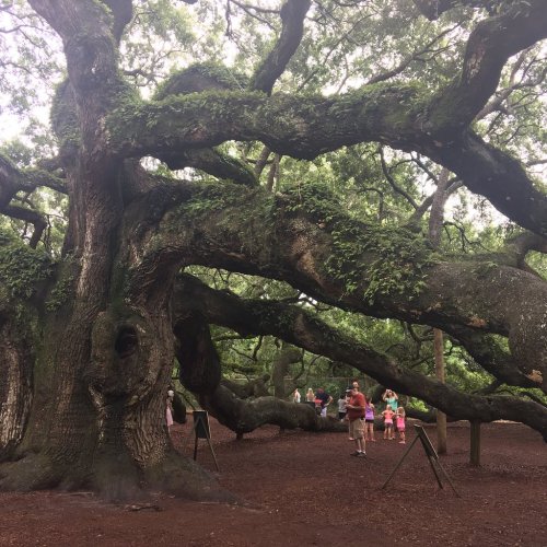 A large, sprawling tree with thick branches and lush green foliage, with people gathered around its base.