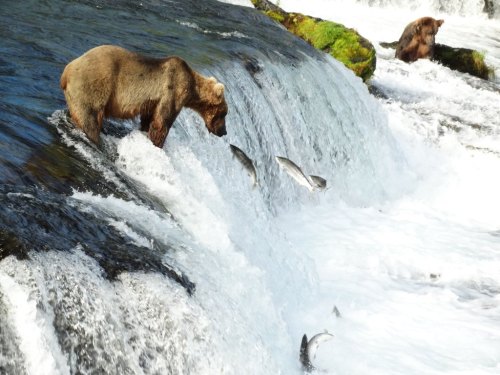 A bear stands by a waterfall, watching salmon leap out of the water, with another bear in the background.