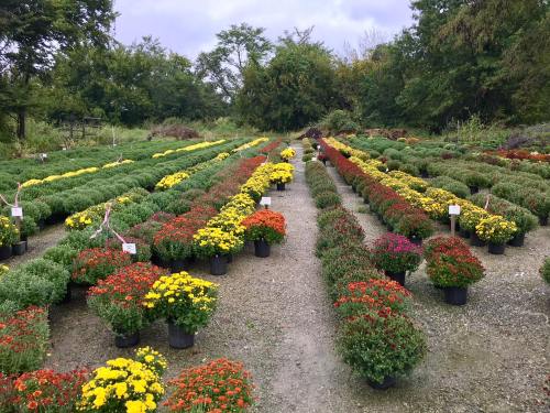 A vibrant flower nursery with rows of colorful potted chrysanthemums in various shades, set against a green backdrop.