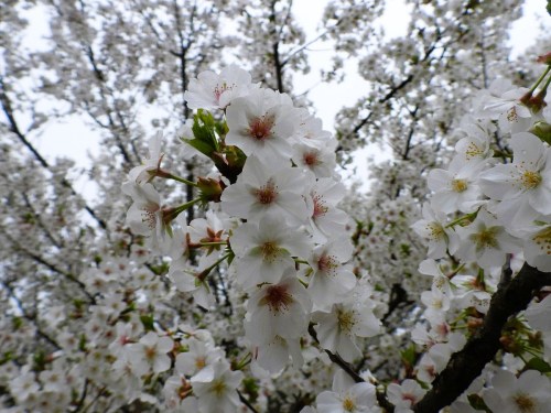 A close-up of cherry blossom flowers in full bloom, showcasing delicate white petals and green leaves.