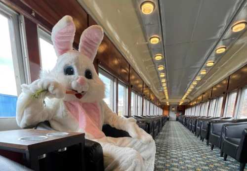 A large bunny mascot sitting in an empty train car, holding a carrot and looking around.