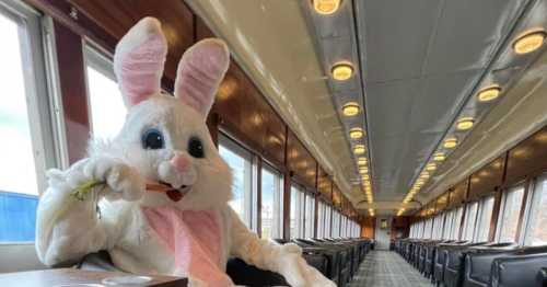 A person in a bunny costume sits in a train car, holding a carrot, with empty seats and windows in the background.