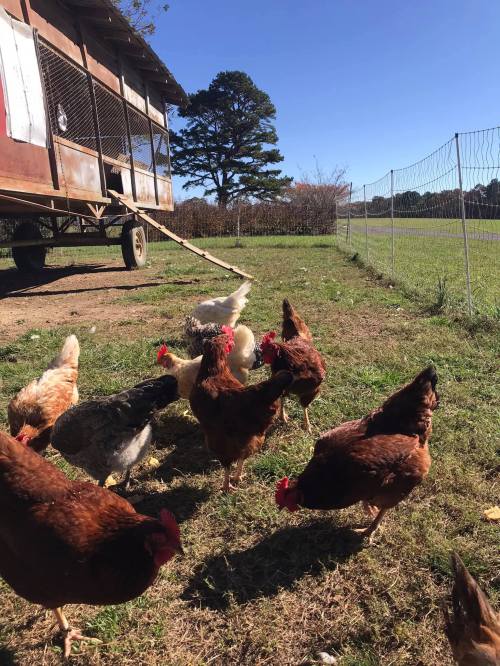 A flock of chickens forages near a mobile coop on a sunny day, with a clear blue sky in the background.
