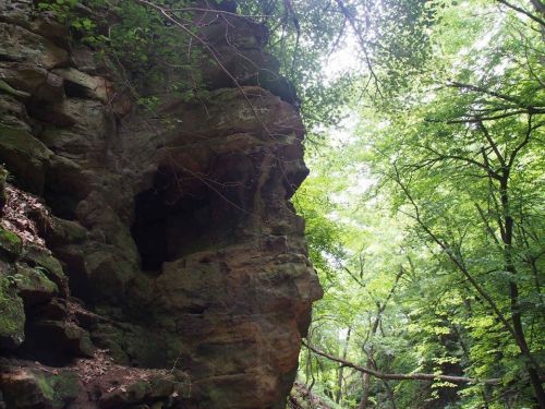 A rocky cliff surrounded by lush green trees in a forested area. Sunlight filters through the foliage.