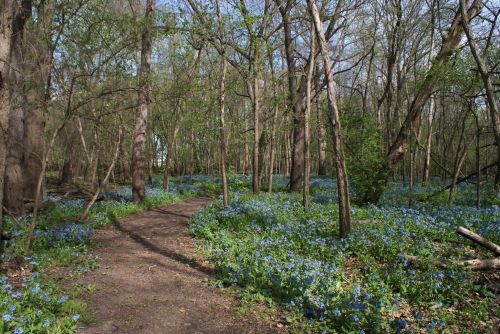 A serene forest path surrounded by vibrant blue flowers and trees, creating a peaceful natural scene.