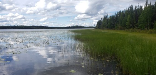 A serene lake surrounded by lush green grass and trees, with fluffy clouds reflecting in the water.