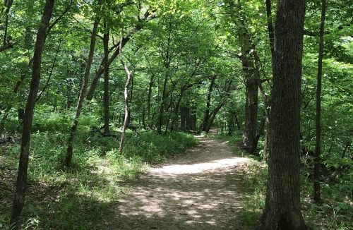 A sunlit dirt path winding through a lush green forest with tall trees and vibrant foliage.