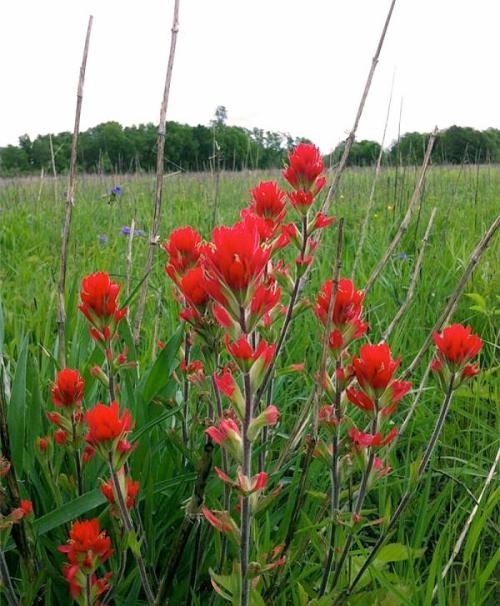 Vibrant red wildflowers bloom among green grass and tall stems in a natural landscape.