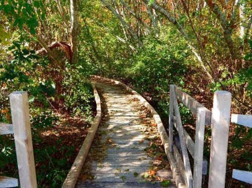 A wooden boardwalk winding through a lush, green forest with trees and foliage on either side.