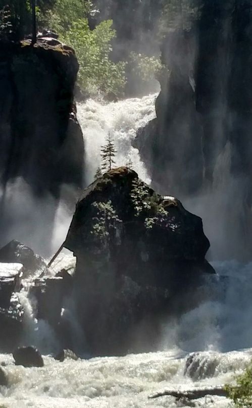 A small tree grows on a rock amidst a cascading waterfall, surrounded by mist and lush greenery.